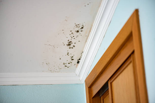Best Toxic Mold Removal  in Sharpsville, PA