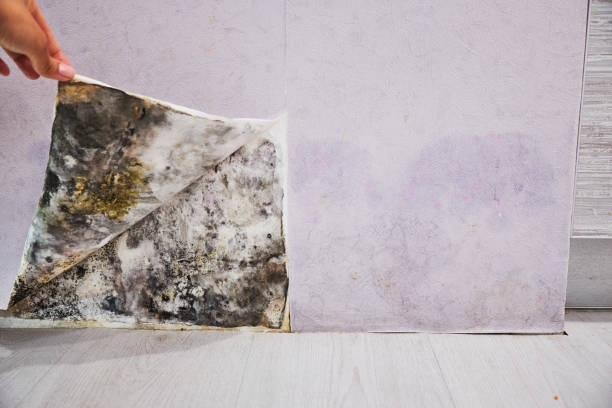 Best Black Mold Removal  in Sharpsville, PA
